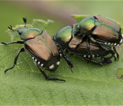 Beetle